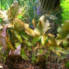 Image result for Nymphaea maculata