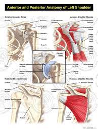 The shoulder joint (glenohumeral joint) is a ball and socket joint between the scapula and the in this article, we shall look at the anatomy of the shoulder joint and its important clinical correlations. Neck And Shoulder Anatomy Anatomy Drawing Diagram