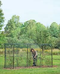Shaping and promoting a particular tree form is done to establish the plant in a particular situation under certain. Crop Cage 4 Ft X 12 Ft X 6 Ft Tall Gardener S Supply