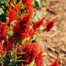 Astilbe have foliage that is glossy and. 12 Spectacular Annual Fall Flowers Costa Farms