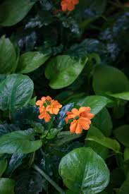 Image result for Crossandra nilotica