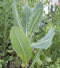 Image result for Lactuca inermis