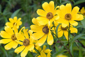 Image result for Bidens kirkii