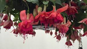 Maybe you would like to learn more about one of these? Bicentennial Fuchsia Youtube