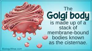 Animal cell vacuoles functions in cell growth by enlargement of cell during there growth and by providing stored material. Functions Of The Golgi Body Biology Wise