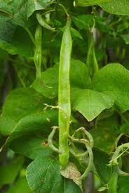 Image result for Phaseolus