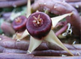 Image result for Huernia procumbens