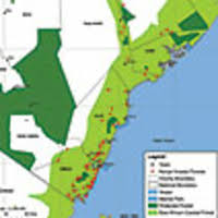 Image result for Stemodiopsis buchananii