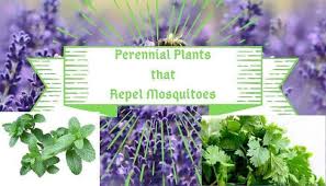 We did not find results for: 13 Perennial Plants That Repel Mosquitoes With Images Garden Bagan