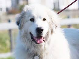 Show me your great pyrenees colors! Great Pyrenees Price Temperament Life Span