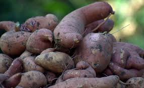 I have had 2 sweet potatoes stored in the fridge for over a month. Sweet Potato Diseases And Pests Description Uses Propagation