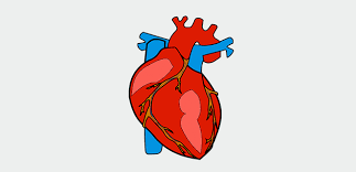 برزخ الابهر Aortic Isthmus الطبي