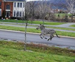 Two Zebras Escaped From Leesburg Animal Park In Virginia After A Maintenance Man Left A Gate Open Allowing The Zebras To Go Check Out The Animals Zebras Pets