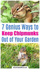 Maybe you would like to learn more about one of these? 7 Tips For Keeping Chipmunks Out Of Your Bulbs Get Rid Of Chipmunks Chipmunk Repellent Chipmunks