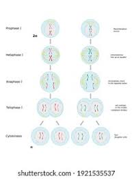 Image result for Meiosperma eminii