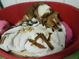 Seine spur verliert sich im jagdgebiet von kematen am innbach, dies bestätigt die. Tica Wird Seit 3 10 2019 Vermisst Das Ende Der Langen Nachte Tiervermittlungen