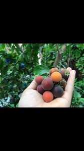 Image result for Dovyalis xanthocarpa