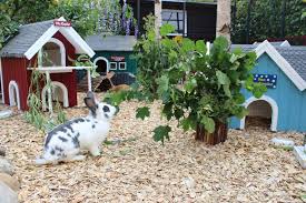 Die frage, wie kaninchen zu hause gefüttert werden sollen, ist im sommer einfacher zu beantworten. Kaninchen Im Herbst Ernahrung Gesundheit Haltung Kaninchen News Pflege