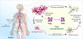 Guvernul, de doi ani in cautarea formei ideale pentru taxa auto. Harnessing Regulatory T Cell Neuroprotective Activities For Treatment Of Neurodegenerative Disorders Molecular Neurodegeneration Full Text