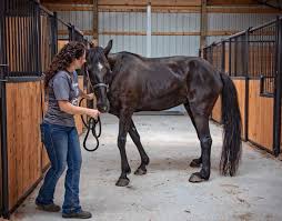 Browse horses, or place a free ad today on horseclicks.com. Meet Molly Journey Of An Ex Big Lick Tennessee Walking Horse Horse Nation