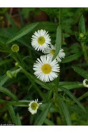 Image result for Oxyanthus strigosus