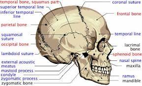 The Cranium Is An Example Of A Short Bone A Flat Bone Is A Flat Plate Which Provides Protection To The Facial Bones Facial Anatomy Human Anatomy And Physiology