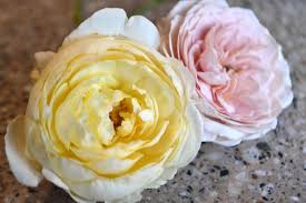 Content provided courteous of david austin wedding roses. David Austin S Recommendations For Florida South Florida Rose