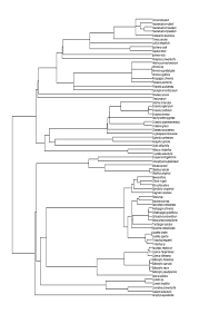 Image result for Sopubia mannii