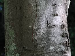 Leptophylla, water entered through the micropylar canal, and in s. Ufei Selectree A Tree Selection Guide