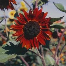 When planting seeds in warmer climates with intense summertime heat, it's best to plant your wildflowers in early spring. Sunflower Flower Garden Seeds Velvet Queen 1 Lb Annual Wildflower Gardening Seeds Mountain Valley Seeds Walmart Com Organic Vegetable Garden Organic Gardening Tips Hydroponic Growing