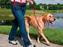 It is pretty cool for aggressive dogs and they do not feel any barrier around them. Best Dog Collars Of 2021