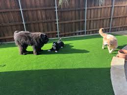 A good rule of thumb is to let grass grow and mow it at least three to four times before you allow dog or people traffic. Dog Friendly Backyard Landscaping Ideas Ryno Lawn Care Llc