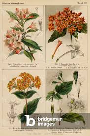 Image result for Bouvardia longiflora
