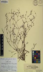 Image result for Kohautia confusa