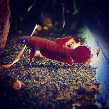 Dwarf Gourami Fish Species Profile
