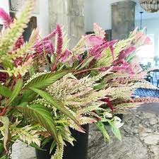 Free flower delivery by top ranked local florist in austin, tx! Bulk Flower Bunches Sage Moose Fower Farm Stephenville Tx