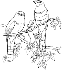 Outline Bird On Branch Drawing Coloring Trogons Quetzals Picture Outline Drawings Bird Outline Drawings