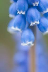 5 Camera Settings That All Macro Photographers Should Know Macro Photographers Macro Photography Macro Photography Tips