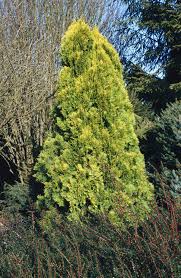 Image result for Platycladus orientalis