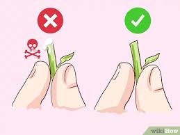 At that point, it's ready to be transplanted. 3 Ways To Harvest Purslane Wikihow