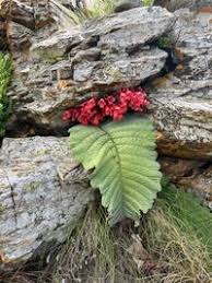 Image result for Streptocarpus hirticapsa