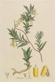 Billardiera Scandens The First Monograph To Be Published On The Flora Of Australia Reported The Lack Of Edi Plants In Australia Plants Australian Wildflowers