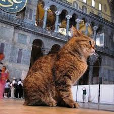 Hagia Sophia Cat Aya Sofyanin Kedisi Home Facebook