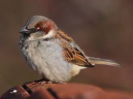 Kleine Vogelkunde Heimische Wintervogel Erkennen Vogelkunde Ausgestopftes Tier Vogel Erkennen