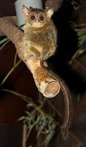 The tarsier is arboreal, meaning they spend their entire life in trees. Zootierlistehomepage