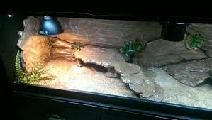 Custom Bearded Dragon Vivarium Bearded Dragon Bearded Dragon Vivarium Bearded Dragon Habitat