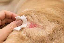 Your vet may prescribe a medicated shampoo for more serious skin issues. Dog Scratching But No Fleas 8 Other Causes Of Itching And Solutions Top Dog Tips
