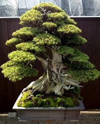 Nihon De Hajimete Part 6 Shinji Suzuki And Shoujuen Bonsai Baum Bonsai Pflanzen Garten Pflanzen