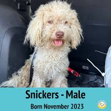 Salty Dog Rescue added a new photo.