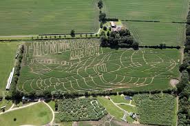 Check spelling or type a new query. York Maze Thunderbirds Are Grow